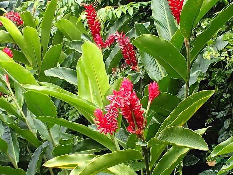 Red-Ginger2