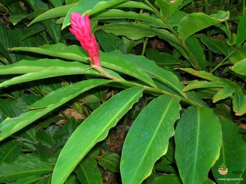 Red-Ginger3