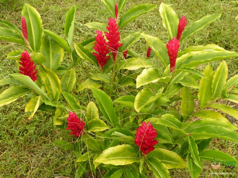 Red-Ginger4