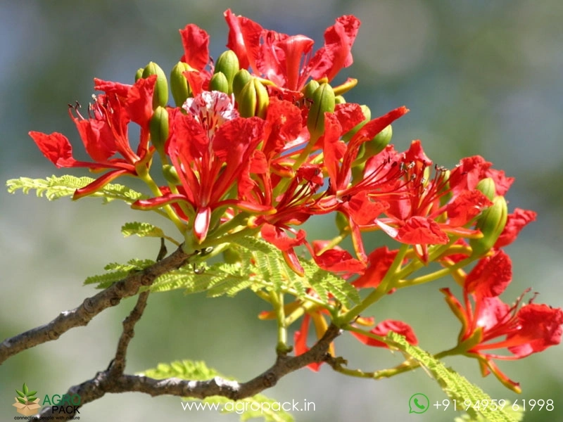 Red-Gulmohar5