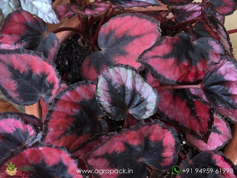Red-Kiss-Begonia1