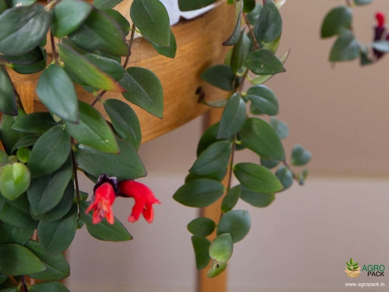 Red-Lipstick-Plant4