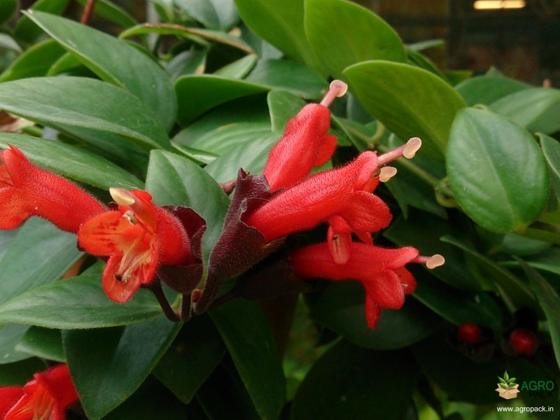 Red-Lipstick-Plant5