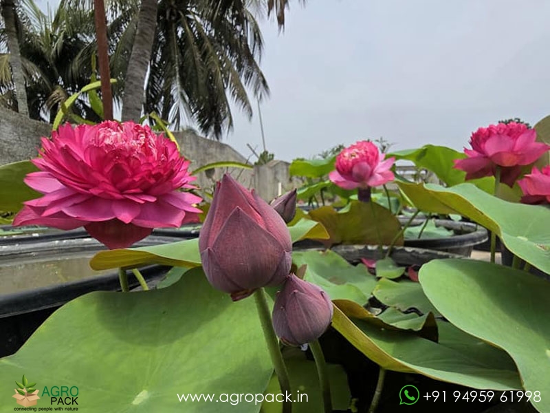 Red-Pagoda-Lotus3