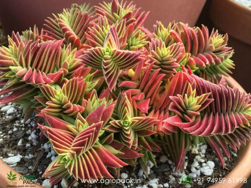 Red-Pagoda-Succulent1