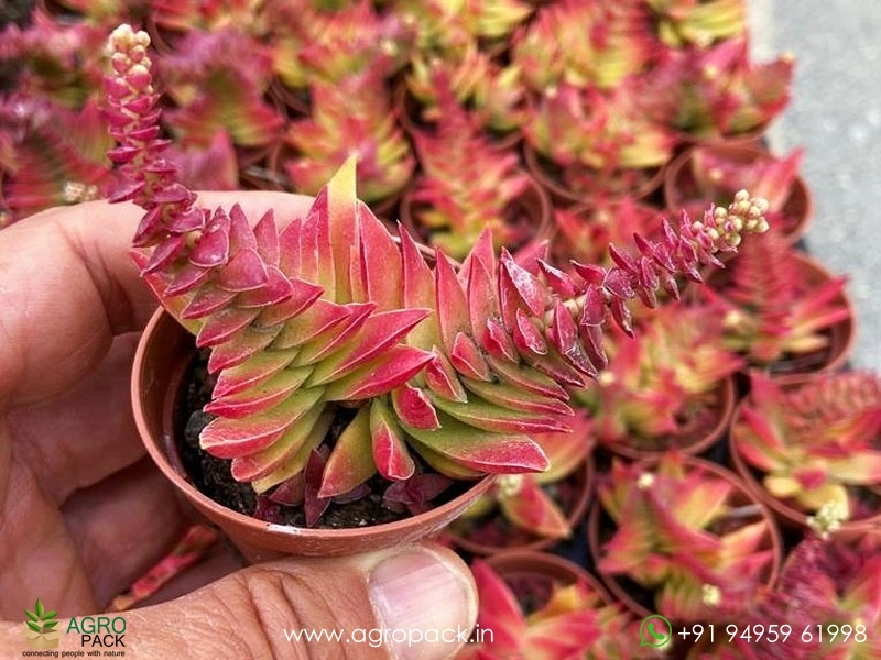 Red-Pagoda-Succulent3