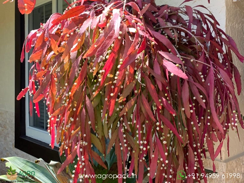 Red-Rhipsalis1