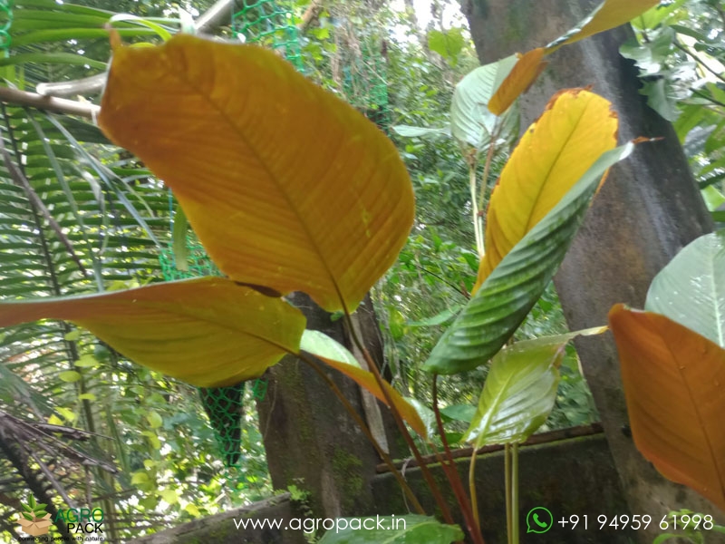 Red-Shaded-Calathea-lutea1