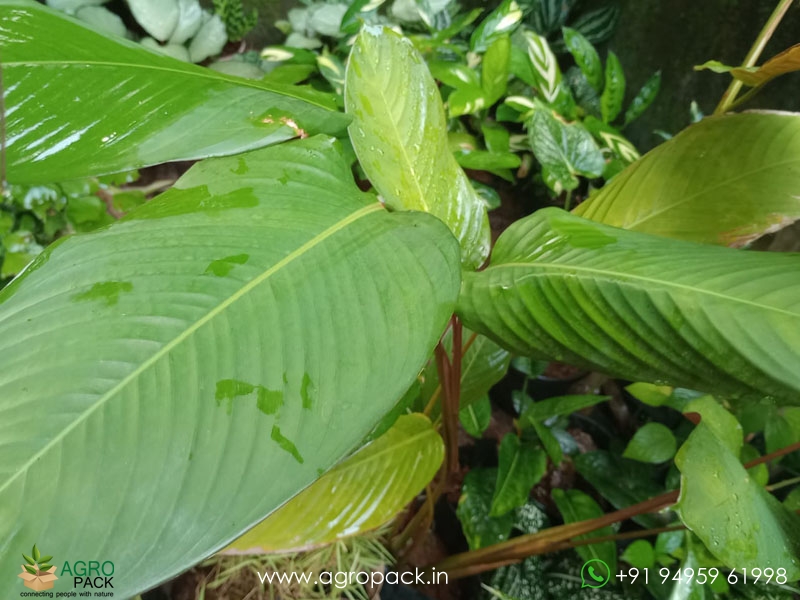 Red-Shaded-Calathea-lutea2