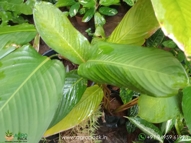 Red-Shaded-Calathea-lutea3