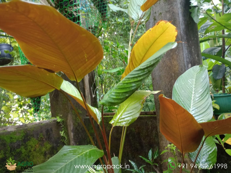 Red-Shaded-Calathea-lutea4