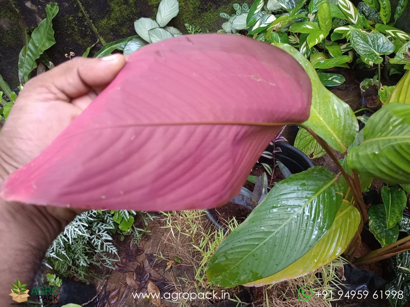 Red-Shaded-Calathea-lutea5