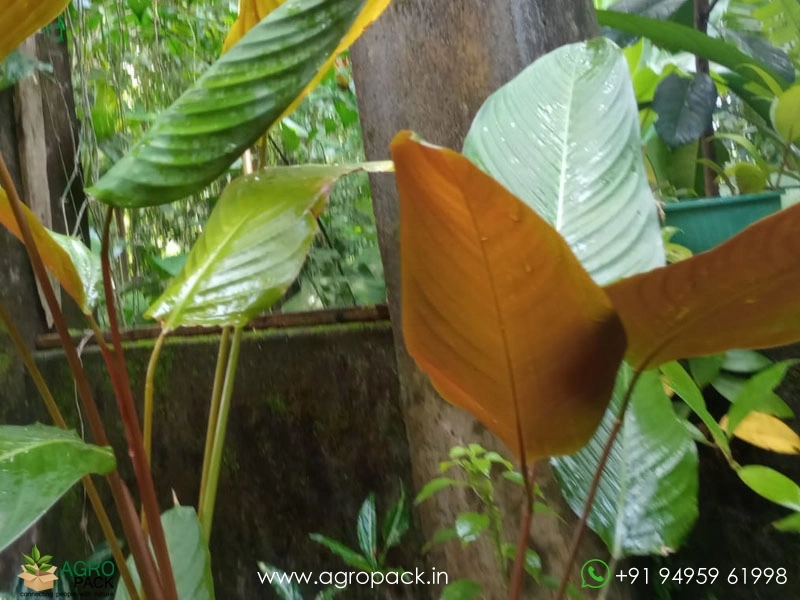 Red-Shaded-Calathea-lutea6