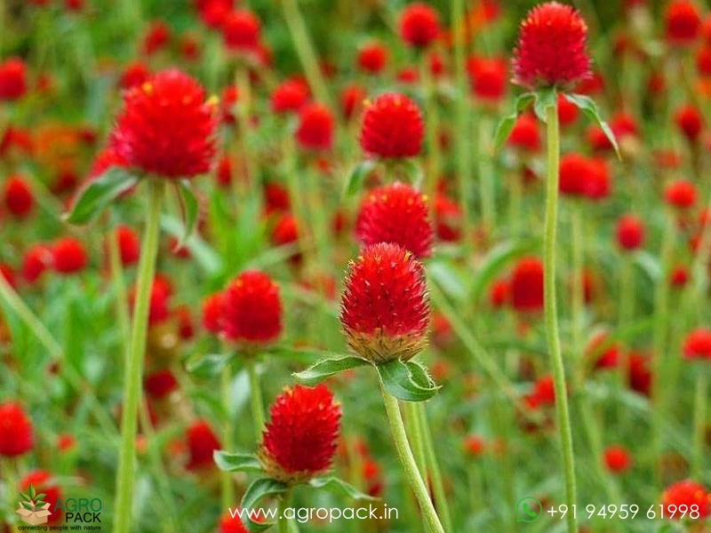 Red-Vadamalli2