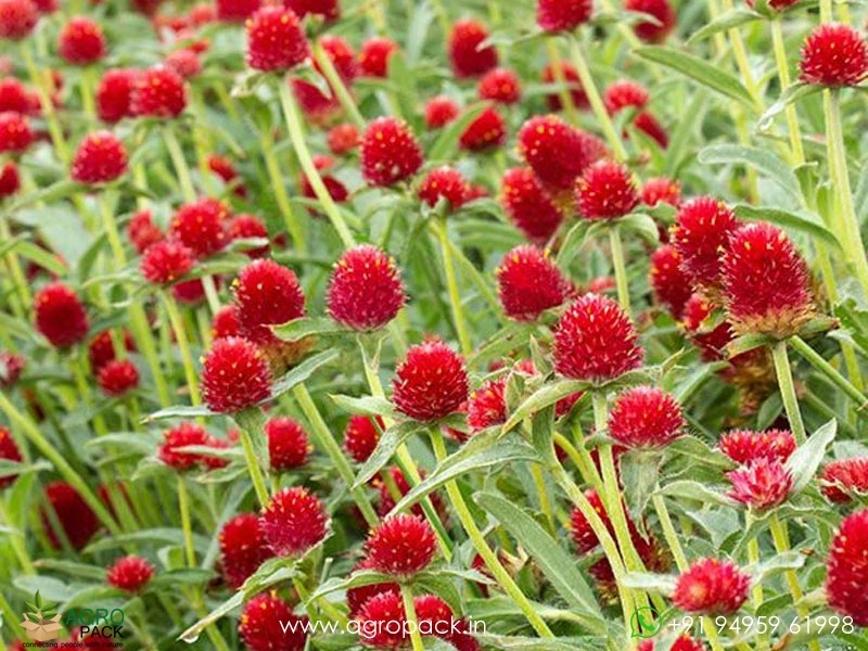 Red-Vadamalli3