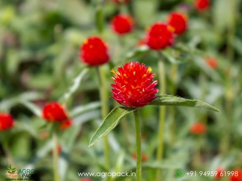 Red-Vadamalli4