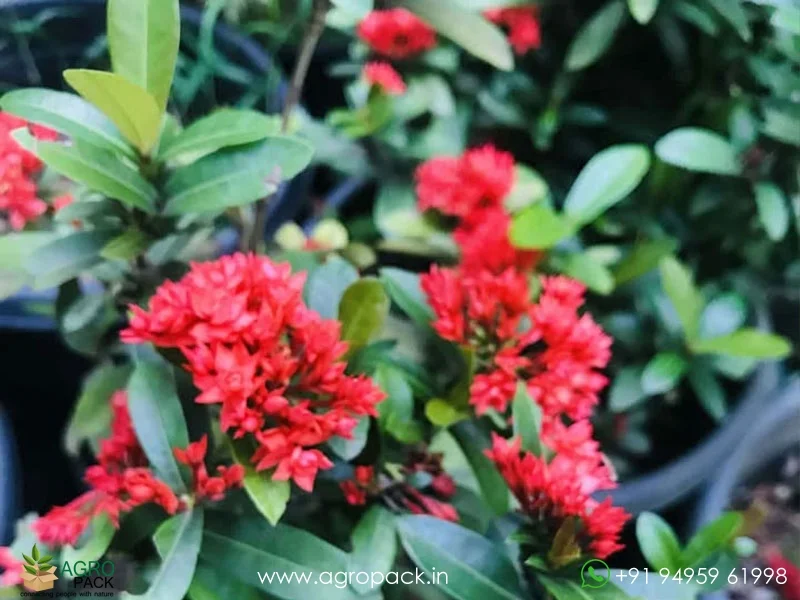 Red-ixora-mini-leaf-double-petal1