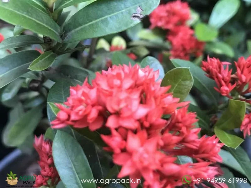 Red-ixora-mini-leaf-double-petal2