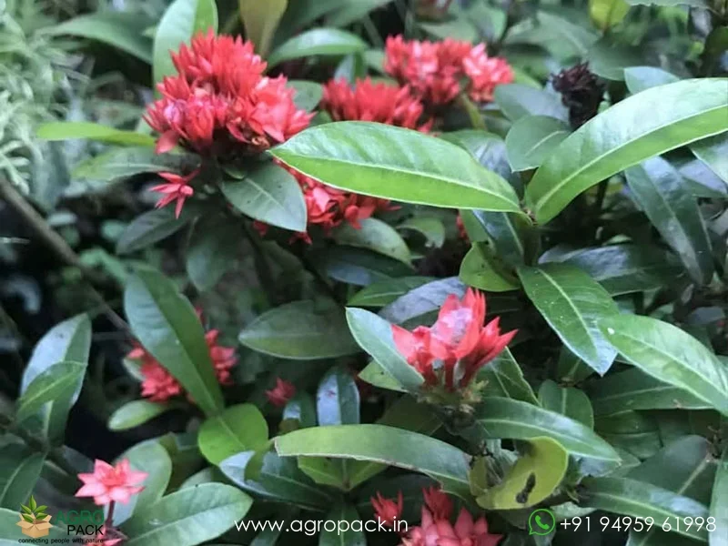 Red-ixora-mini-leaf-double-petal3