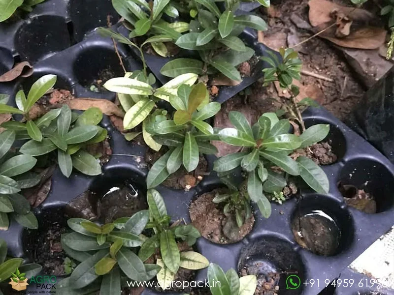 Red-ixora-mini-leaf-double-petal4