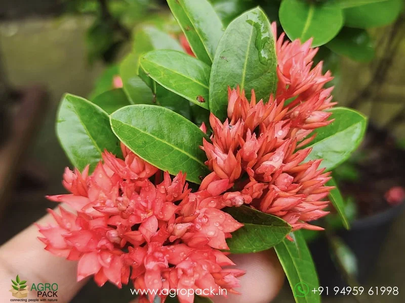 Red-ixora-mini-leaf-double-petal5