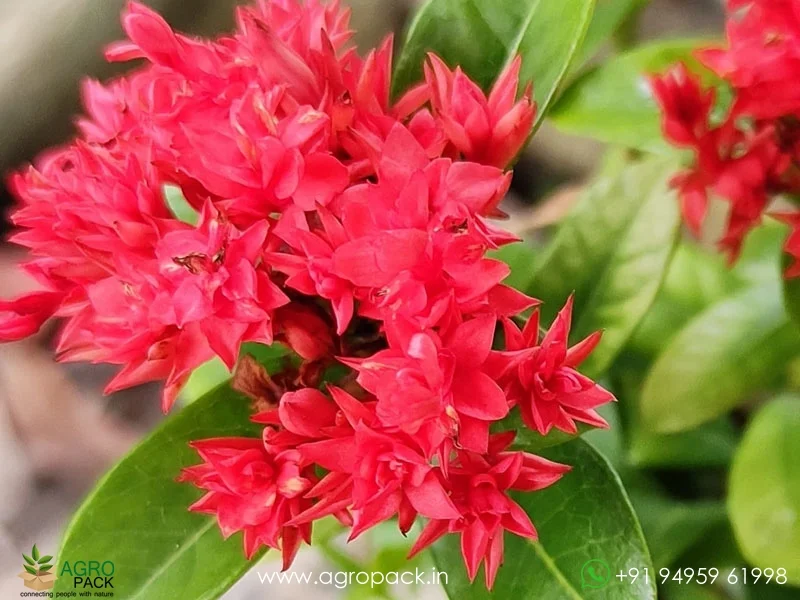 Red-ixora-mini-leaf-double-petal6