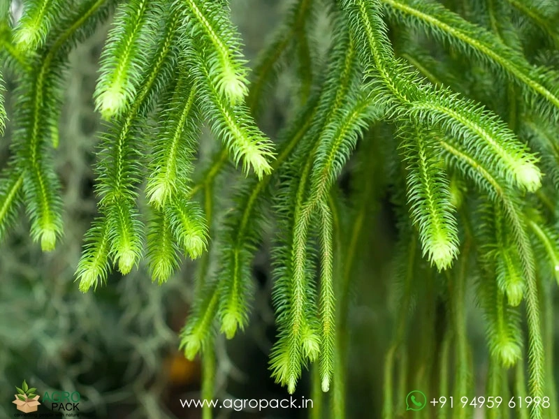 Reverse-Hanging-Fern3
