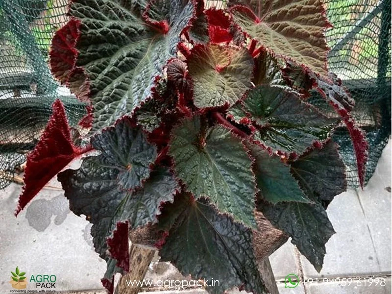 Rex-Cultorum--Midnight-Magic-Begonia2
