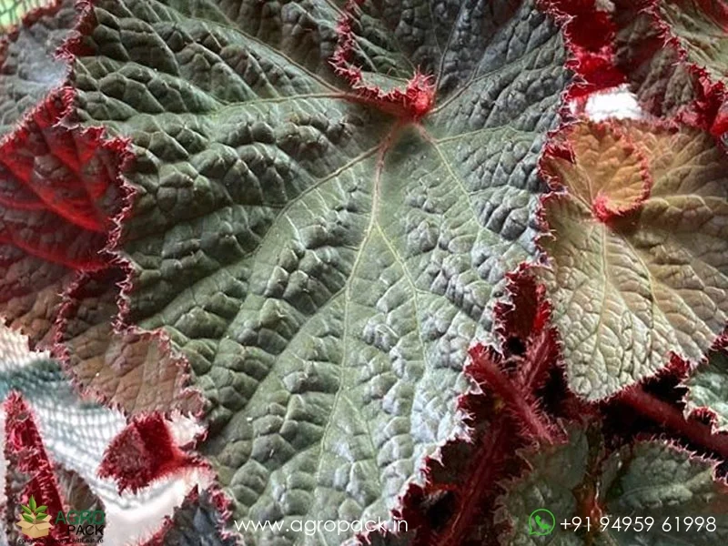 Rex-Cultorum--Midnight-Magic-Begonia3