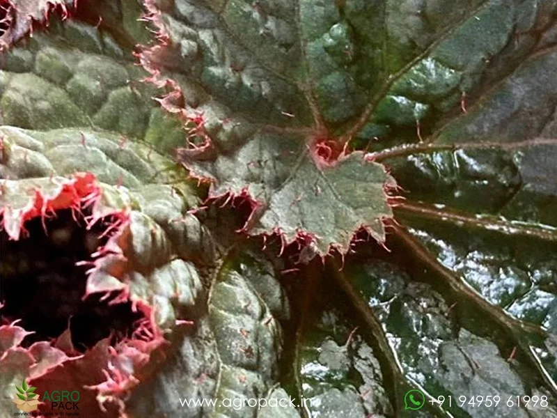 Rex-Cultorum--Midnight-Magic-Begonia4