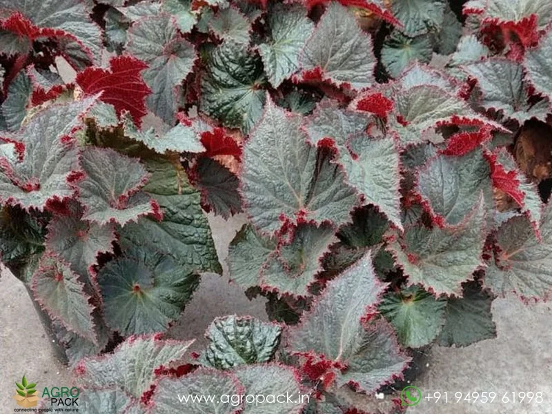 Rex-Cultorum--Midnight-Magic-Begonia5