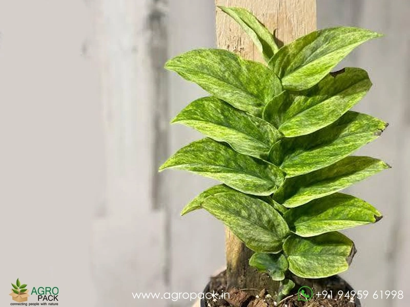 Rhaphidophora-Korthalsii-Variegated2