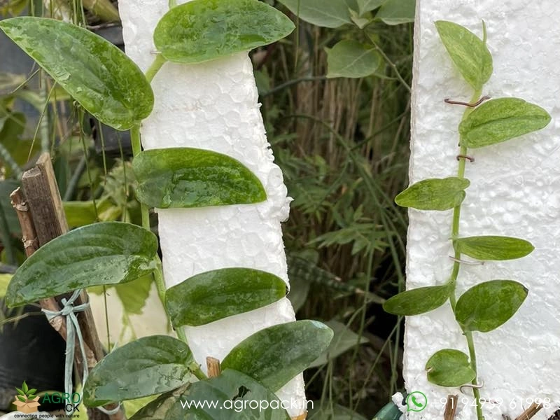 Rhaphidophora-Korthalsii-Variegated3