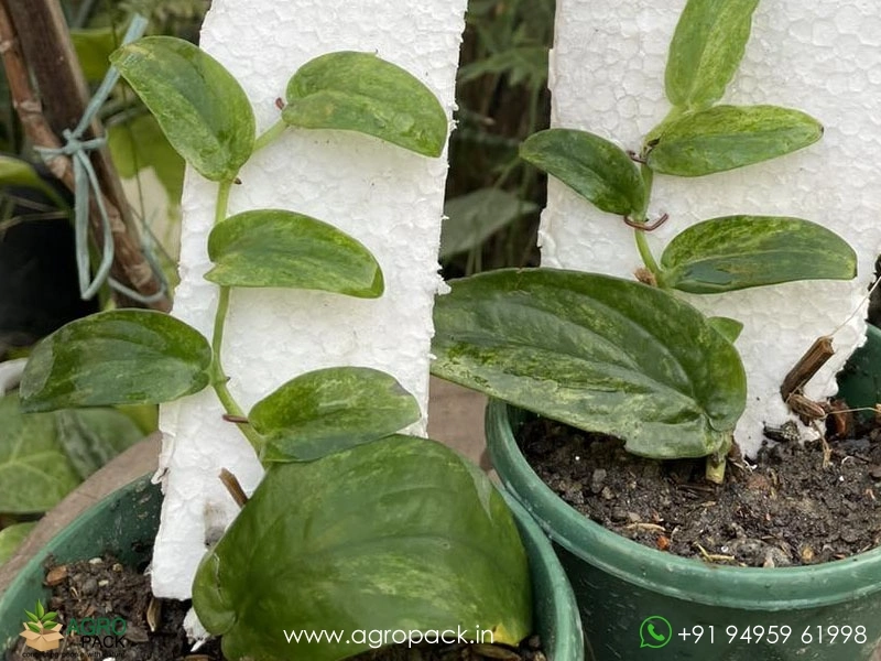 Rhaphidophora Korthalsii Variegated Plant For Sale In India | Online plant  nursery
