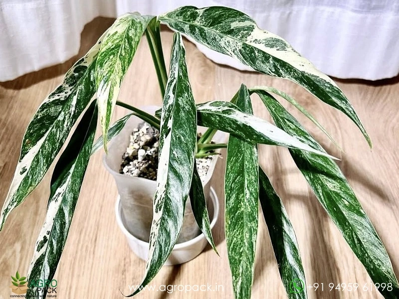 Rhaphidophora-Megasperma-Variegated1