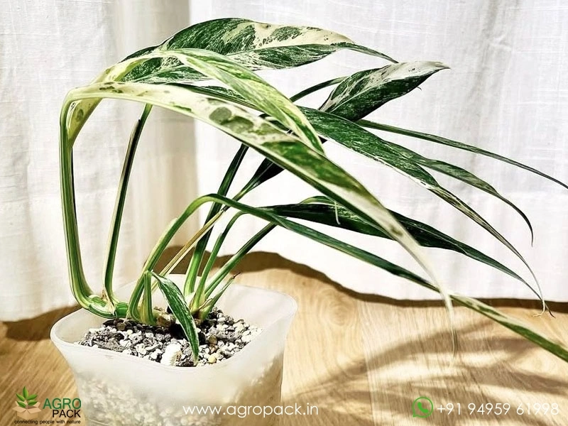 Rhaphidophora-Megasperma-Variegated2
