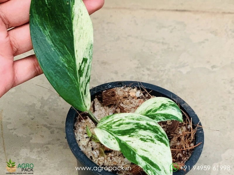 Rhaphidophora-Megasperma-Variegated3