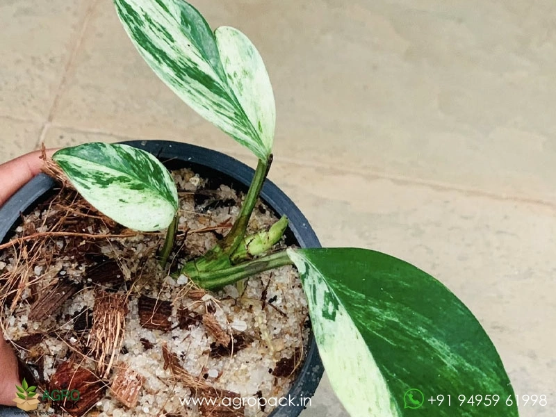 Rhaphidophora-Megasperma-Variegated4