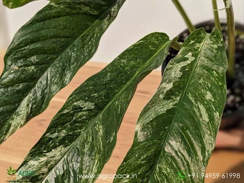 Rhaphidophora-Megasperma-Variegated6