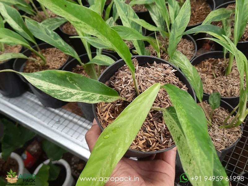 Rhaphidophora-Megasperma-Variegated7