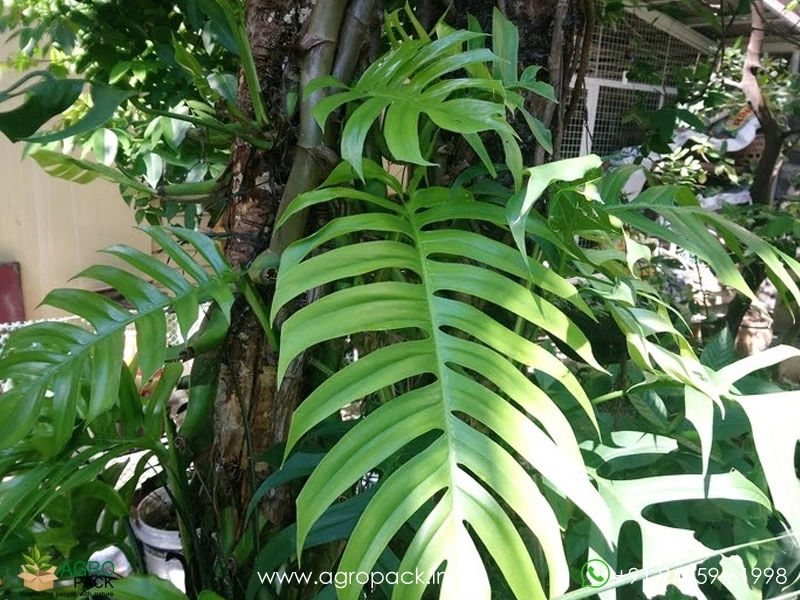 Rhaphidophora-pinnata-Plant4
