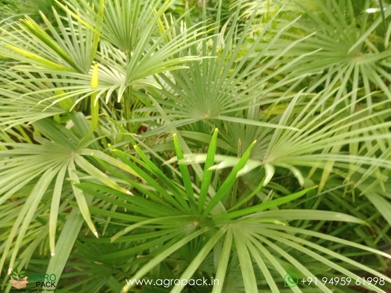 Rhapis-multifida2