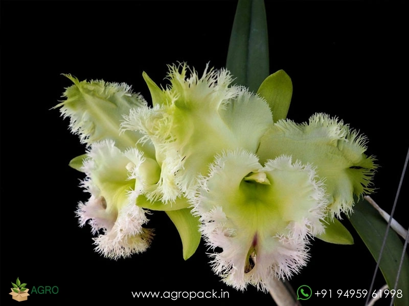 Rhyncholaeliocattleya-Golf-Green-Hair-Pig4