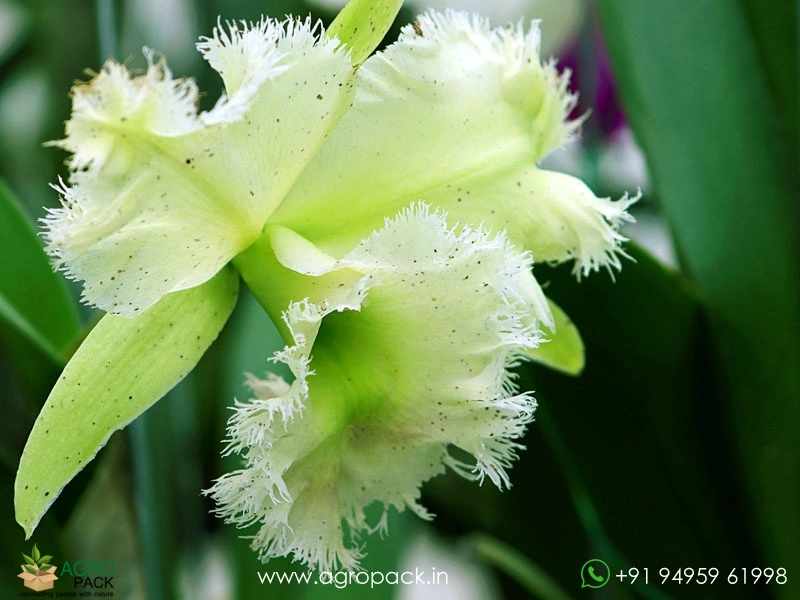 Rhyncholaeliocattleya-Golf-Green-Hair-Pig6