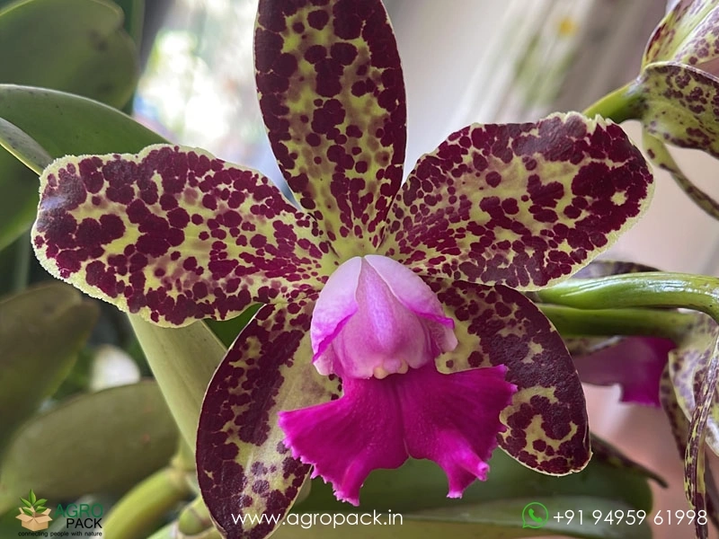 Rhyncholaeliocattleya-Yuan-Dung-Python-Passion-Fruit-Orchid2