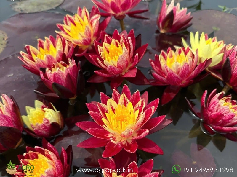 Ring-of-Fire-Waterlily1