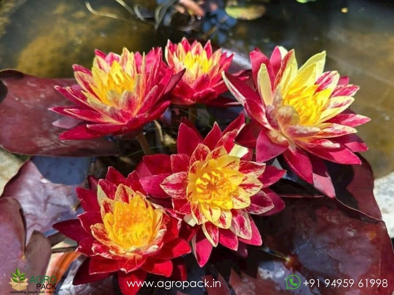 Ring-of-Fire-Waterlily2