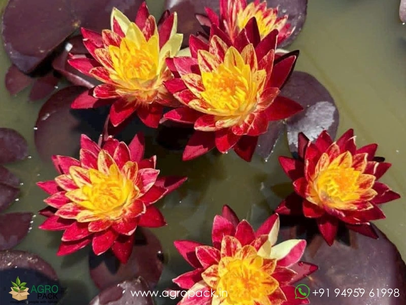 Ring-of-Fire-Waterlily3