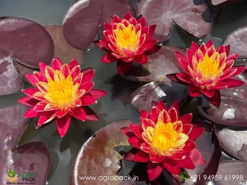 Ring-of-Fire-Waterlily4