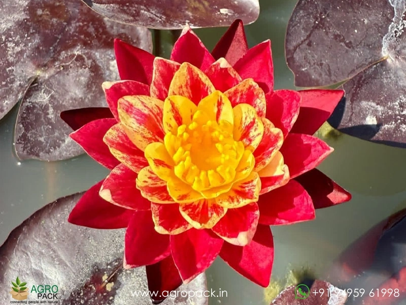 Ring-of-Fire-Waterlily5